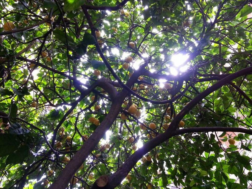 Affittacamere Il Limone Nascosto *
